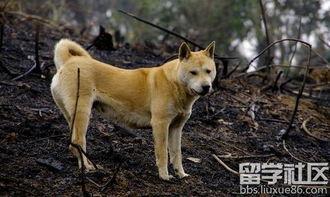 养土狗的网红,网红养宠新风尚