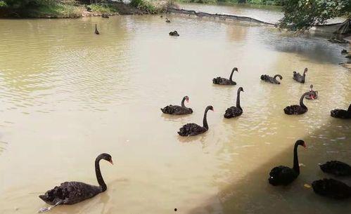 头条认证优质答案怎么写,撰写技巧与要点解析