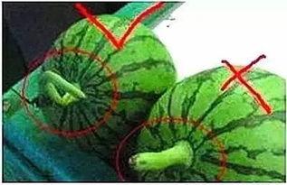 吃瓜视频危害,网络成瘾与心理健康的双重挑战